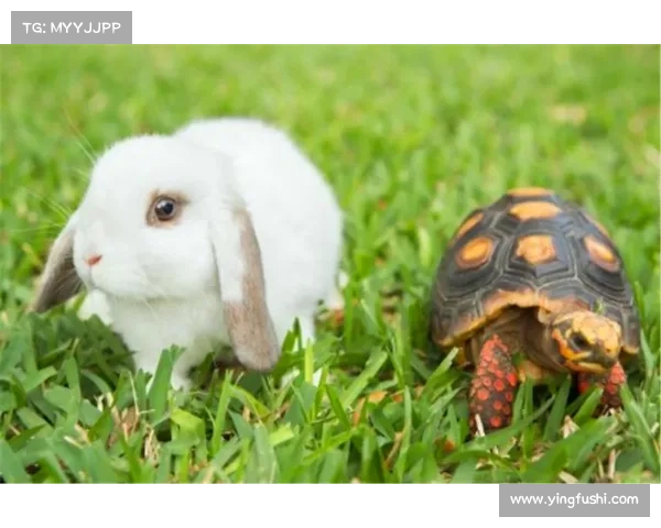 探索暗月岛兔子的生态秘密与流传千年的神秘传说 探索暗月岛兔子的生态秘密与流传千年的神秘传说