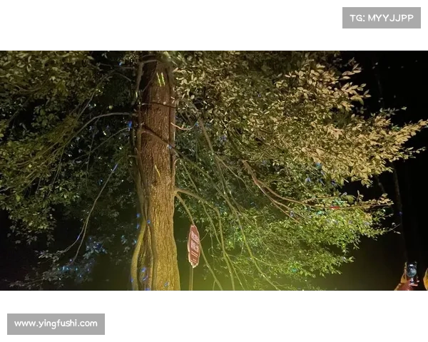 在神秘荧光森林中寻找内心平静的心灵之旅