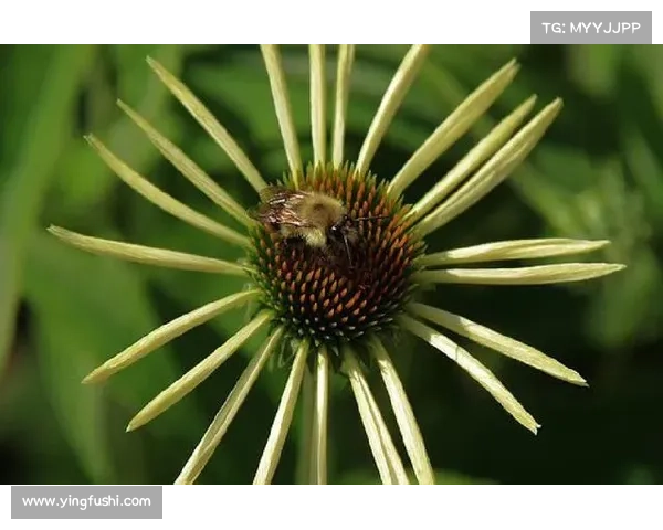 从语言习惯解析纳英戈兰拒绝使用请的心理动因与文化映射