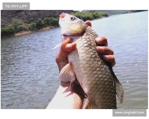 欧协联决赛关键规则与观赛及赛前注意事项全面深度实用解析指南